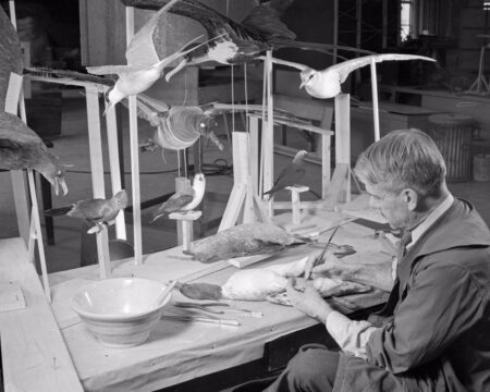 A black-and-white photograph of Raymond B. Potter preparing birds for mounting in a workshop. He is seated at a table, meticulously painting or shaping details on a bird specimen. Surrounding him are various mounted bird models in dynamic poses, some perched and others appearing to be in flight, supported by wooden frames. The workspace includes tools, brushes, and bowls, emphasizing the intricate craftsmanship involved in the process.