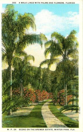 A vintage postcard illustration of a walkway lined with tall palm trees and colorful blooming flowers at the Brewer Estate in Winter Park, Florida. The path curves gently into the lush landscape under a bright blue sky. Text at the top reads “A Walk Lined with Palms and Flowers, Florida.” Courtesy of the Rollins College Archives.